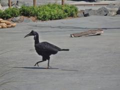 101PARC AUX OISEAUX DANS L AIN 2016 3_000031